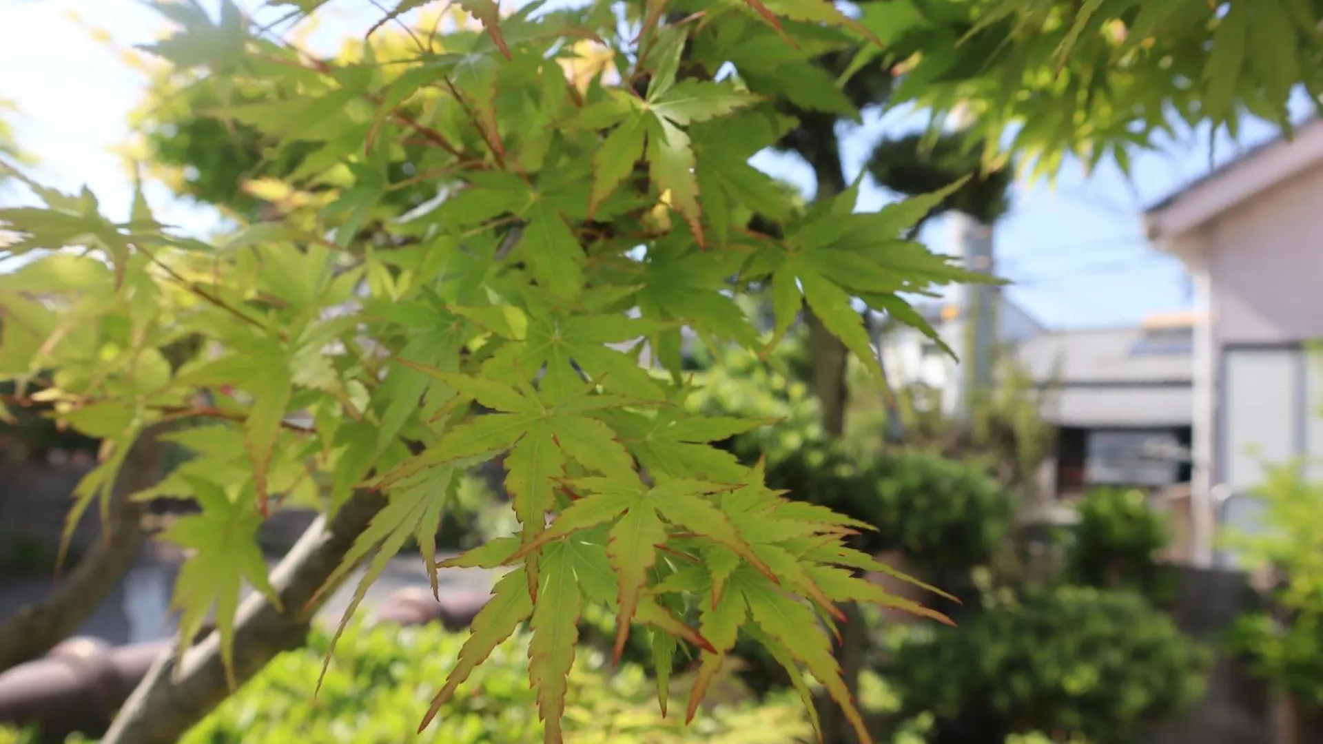 立花荘 Villa Matsuyama  Japan